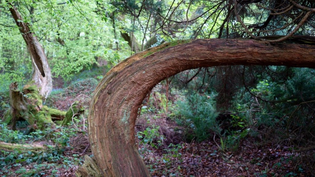 Nature Alive YouTube channel ambient film production forest scenery still