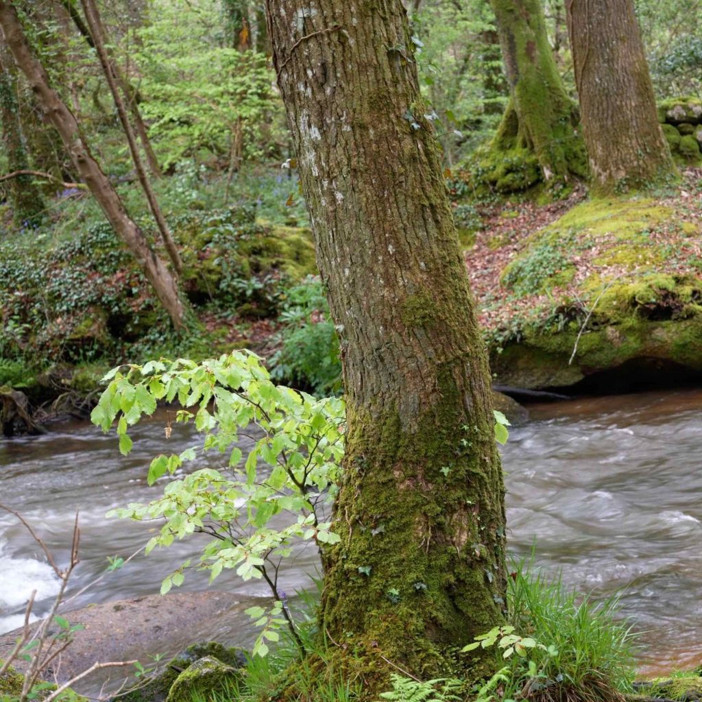 Historic Treffry Viaduct woodland landscape photography in Luxulyan Valley Cornwall