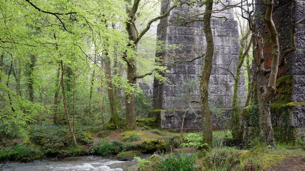 Nature Alive YouTube channel ambient film production forest scenery still