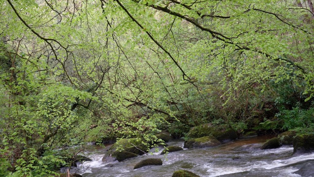 Historic Treffry Viaduct woodland landscape photography in Luxulyan Valley