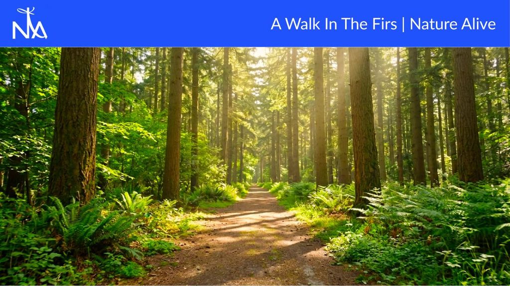 A dirt path winds through a sun-dappled forest of tall fir trees. Lush green ferns and undergrowth line the path, with sunlight filtering through the dense canopy, creating a warm and inviting atmosphere. The image is framed by a blue banner at the top containing a logo and text.
