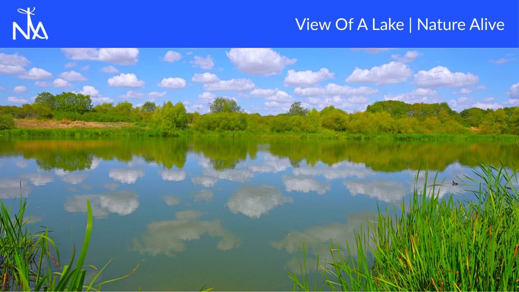 A serene lake scene unfolds under a bright blue sky dotted with fluffy white clouds. The calm water perfectly mirrors the lush green trees and vegetation lining the opposite bank, creating a symmetrical and tranquil composition. In the foreground, tall green reeds and grasses add a touch of natural texture and depth, with a small duck swimming peacefully in the middle distance. The overall impression is one of natural beauty and peacefulness.