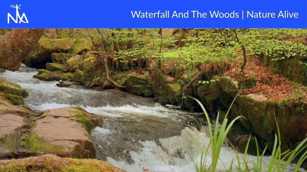 A wide shot captures a rushing stream flowing through a lush, moss-covered forest. The water is a mix of white foam and darker currents, cascading over rocks. The banks of the stream are lined with large, mossy boulders and dense green foliage. In the background, a canopy of trees with vibrant green leaves creates a dappled light effect. The overall scene is one of natural beauty and tranquility.