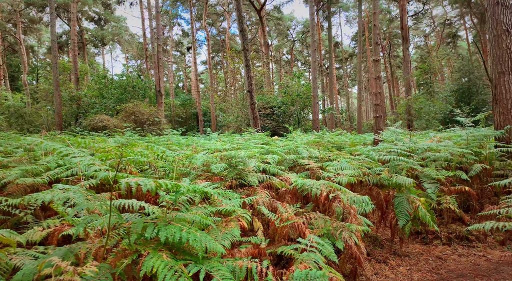A wide-angle, eye-level shot of a dense forest floor covered in a thick carpet of vibrant green and slightly withered brown ferns. The foreground is dominated by the textured, feathery fronds of the ferns, which extend deep into the mid-ground. Behind the ferns, a dense stand of tall, slender pine trees with reddish-brown trunks rises vertically, creating a rhythmic pattern of lines. The background is filled with a lush, dark green undergrowth and a canopy of pine needles, with soft, diffused daylight filtering through the trees, creating a natural, serene woodland atmosphere.