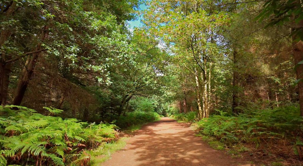 A wide-angle, eye-level shot of a dirt path winding through a lush, sun-drenched forest. The path, composed of reddish-brown earth, leads from the foreground into the distance, creating a natural vanishing point. Dense, vibrant green ferns line both sides of the trail, transitioning into a canopy of mature deciduous trees with thick foliage that filters the sunlight. The lighting is bright and warm, suggesting a clear day, with dappled shadows cast across the path. The composition is symmetrical, with the path centered and the trees framing the scene on both sides, evoking a peaceful, immersive woodland atmosphere.
