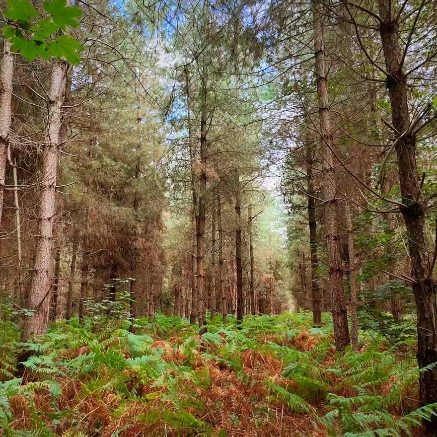 A low-angle, eye-level shot of a dense pine forest. The composition is dominated by tall, slender pine trees with textured, brownish-grey bark that stretch vertically toward the canopy. The forest floor is covered in a lush, thick carpet of vibrant green and autumnal brown ferns. The lighting is soft and diffused, filtering through the dense pine needles, with glimpses of a bright blue sky visible through the gaps in the treetops. The perspective creates a sense of depth, drawing the eye into the center of the woods.