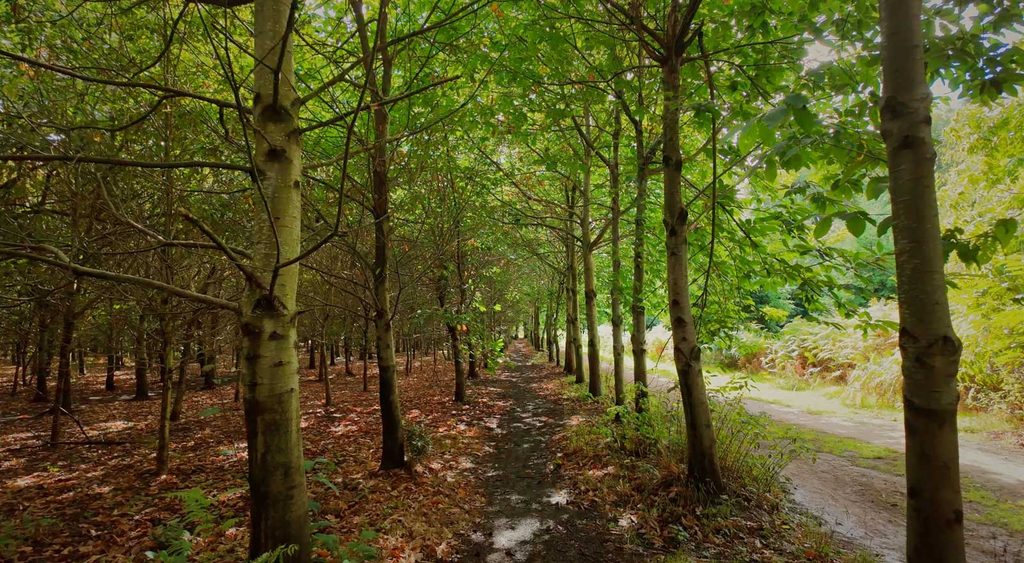 A wide-angle, eye-level shot of a dirt path winding through a lush, sun-drenched forest. Photography by Vanity Pix.