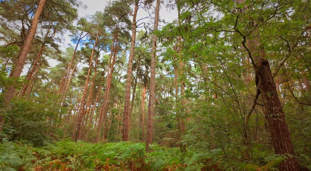 Low-angle, wide-shot perspective of a dense pine forest. Tall, slender pine trees with textured, reddish-brown bark dominate the vertical composition, stretching upwards toward a partially visible blue sky. The forest floor is covered in a lush, thick carpet of green ferns. The lighting is soft and natural, filtering through the canopy, creating a serene, immersive woodland atmosphere with a vibrant green and earthy colour palette.